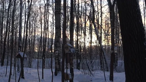 Bird feeders on tree branches. Video stock 168104300