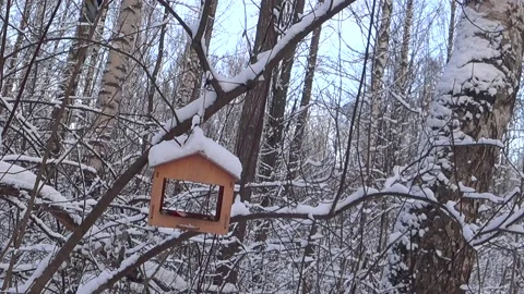 Bird feeders on tree branches. Video stock 168104320