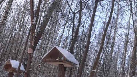 Bird feeders on tree branches. Video stock 168104335