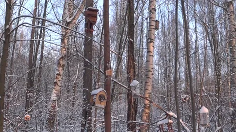 Bird feeders on tree branches. Video stock 168104348