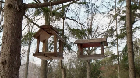 Bird feeders winter on the tree Video stock 232944076
