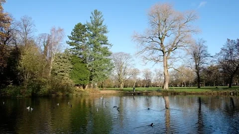 Bird Feeding 1 Stock Footage 293501539