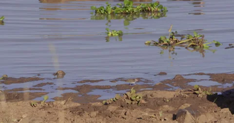 Bird feeding across the shore while a pride of Lions feed Stock Footage 279039498