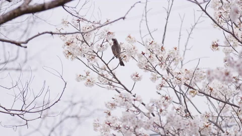 Bird feeding from a blooming sakura cherry blossom tree. Springtime. Stock Footage 181781207