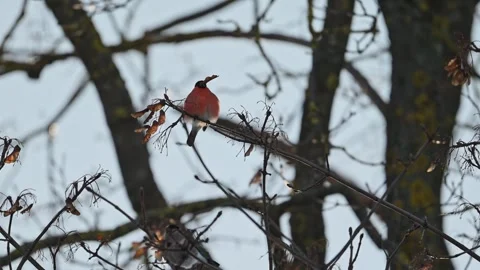 A bird feeding from a branch in the winter cold, 4K slow-motion. Stock Footage 291889142