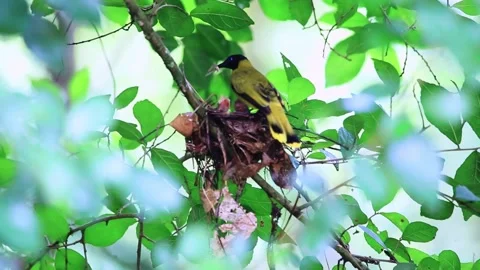 Bird Feeding Chicks In Nest Fly Stock Footage 257908876