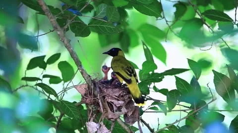 Bird Feeding Chicks In Nest Fly Stock Footage 257909011