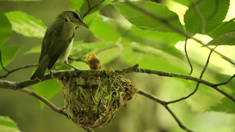 Bird feeding chicks in nest Stock Footage 157883982