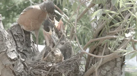 Bird feeding chicks (Robin) Stock Footage 42841721