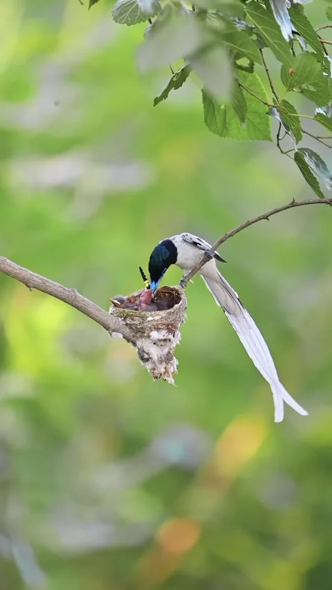 Bird Feeding Chicks in Tree Nest Stock Footage 326562443