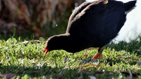 Bird feeding close-up 4k Stock Footage 220381097