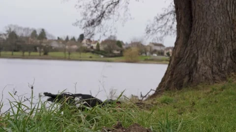 Bird Feeding on Corn | 4K Vídeos de archivo 300189958