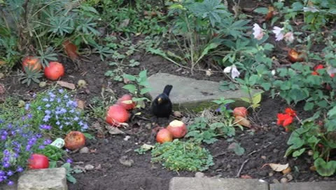 Bird feeding Video stock 8928647