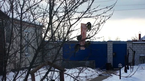 Bird feeding 스톡 동영상 73591560