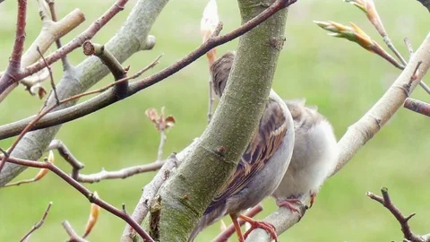 Bird feeding Video stock 75724530