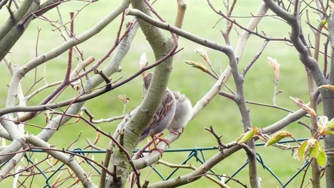 Bird feeding Stock Footage 75726194