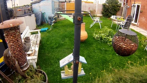 Bird feeding Stock Footage 96017650