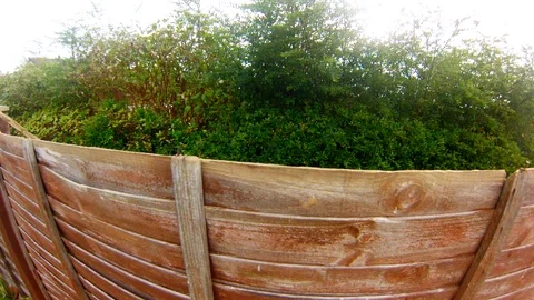 Bird feeding Stock Footage 96018227