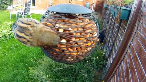 Bird feeding Stock Footage 96018676