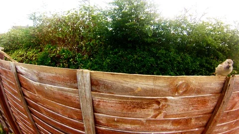 Bird feeding Stock Footage 96018835