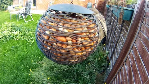 Bird feeding Stock Footage 96067481