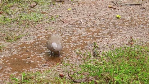 Bird feeding Stock Footage 303882434