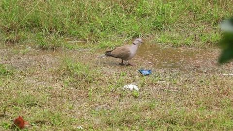 Bird feeding Stock Footage 305565044