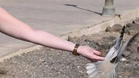 Bird feeding from hand Stock Footage 263325255