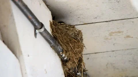 A bird feeding her chicks Stock Footage 10743751