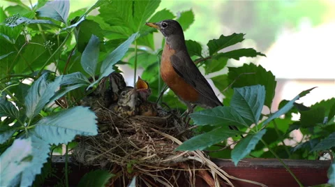Bird Feeding Her Young Stock Footage 51027312