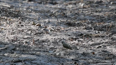 Bird Feeding on insects Vídeos de archivo 117187017
