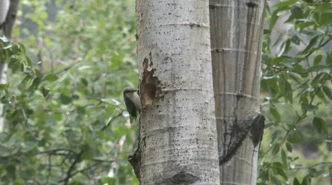 Bird feeding its chick in tree Stock Footage 479778