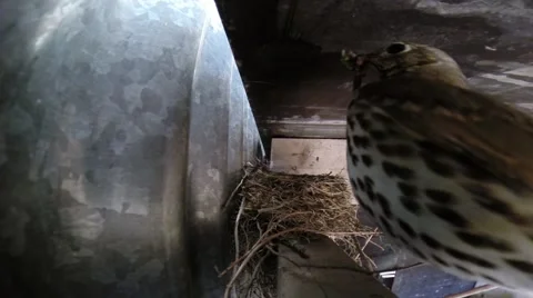 Bird is feeding in nest Stock Footage 50107333