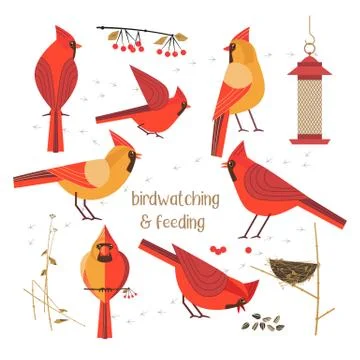 Bird feeding poster Stock-Illustration