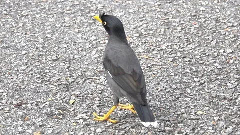 Bird feeding on a premix road Stock Footage 88169066