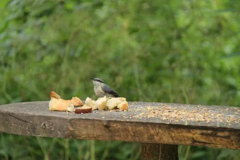 Bird Feeding Table. Stock Photos