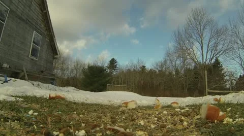 Bird Feeding Timelapse Vidéo 22223150