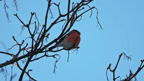 Bird feeding on tree branches covered in snow in slow-motion 4K. Stock Footage 293742696