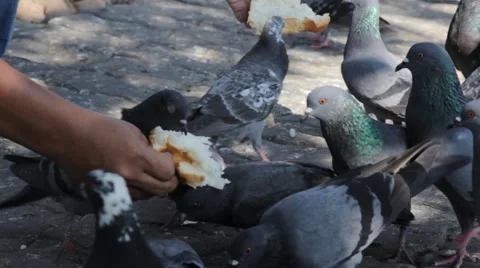 Bird feeding, video Stock Footage 45889466