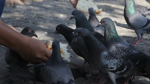 Bird feeding, video Stock Footage 45906566