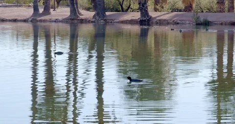 Bird Feeding in Water Stock Footage 120044638