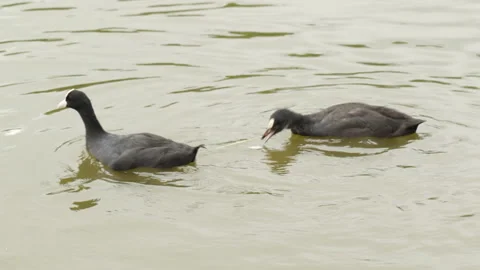 Bird feeds chick Vidéo 145468497