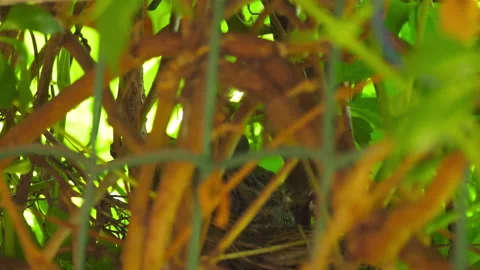 Bird feeds hungry chicks Stock Footage 158937948