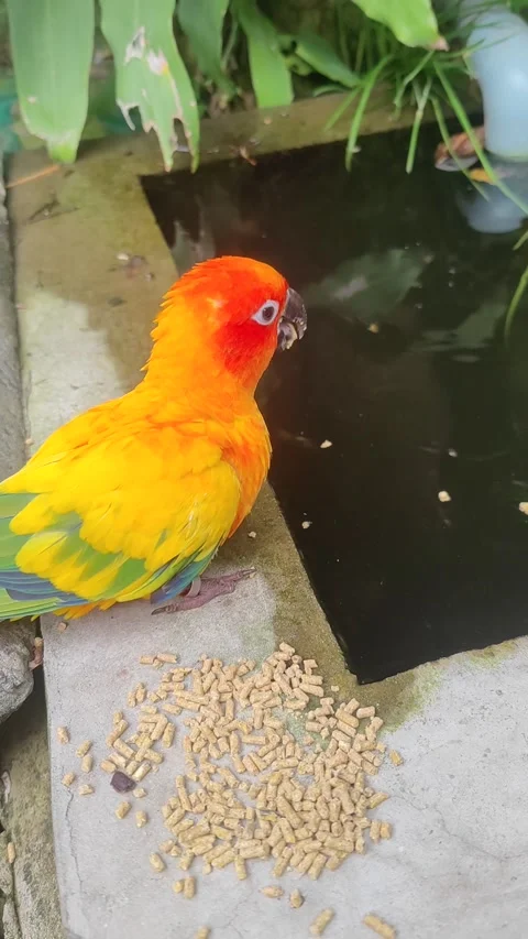 Bird Feeds Pellets To Hungry Fish, Bien Hoa, Dong Nai, Vietnam - 27 Jul 2023 Stock Footage 246880431