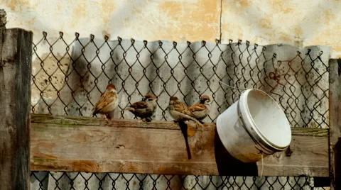 The bird on the fence Stock Footage 63173741