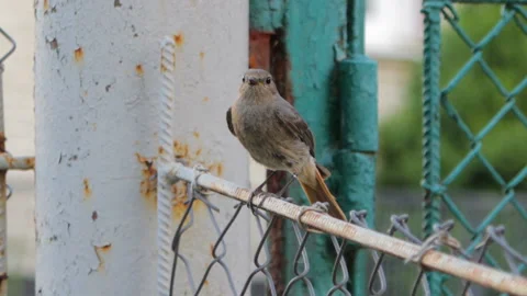 Bird on the fence Stock Footage 126637330