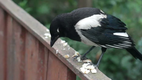 The Bird On The Fence Pecks The Bread Stock Footage 91212751
