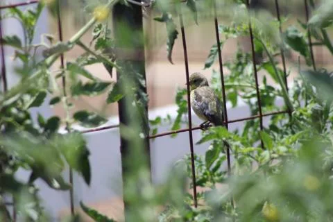 Bird on a fence Foto stock