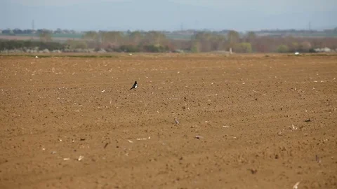 Bird on the field Stock Footage 74770236