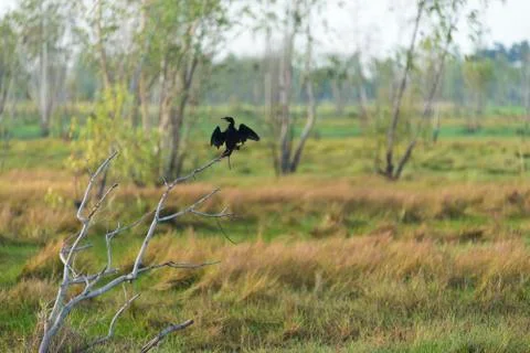 Bird field Stock Photos
